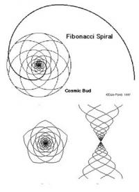 Fibonaci Spirale